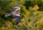 Yellow beaked kite.jpg